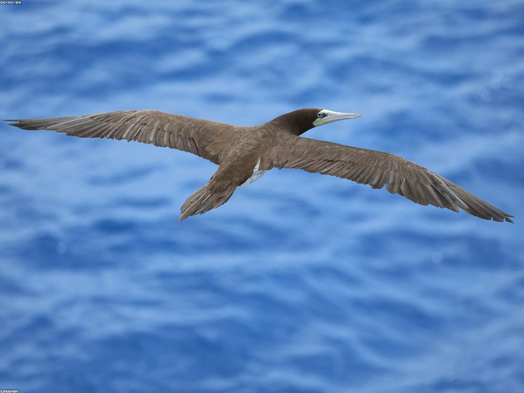 វិធីបាញ់ត្រីសំរាប់អ្នកចាប់ត្រីដំបូង