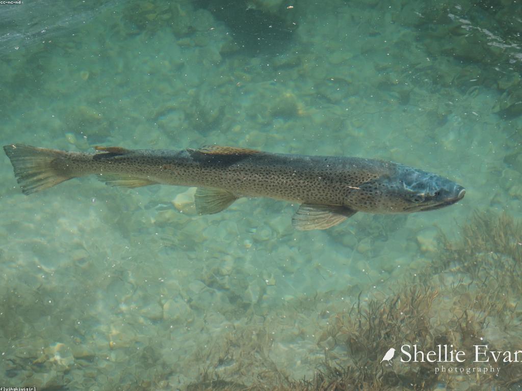 អនុសាសន៍សម្រាប់ការប្រកួតបាញ់ត្រីក្នុងកម្រិតអាជីព